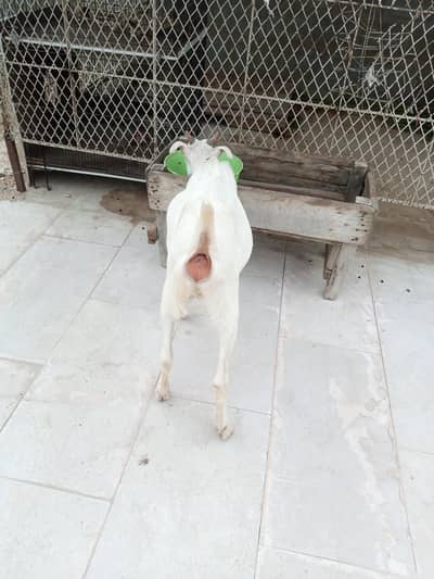 taddy bakri