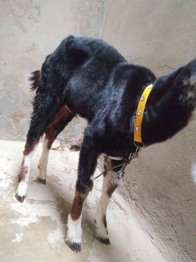 tota pori face bakri