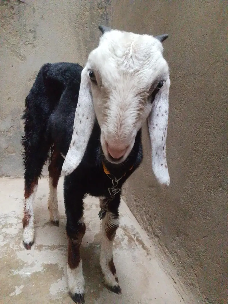 tota pori face bakri — photo 2