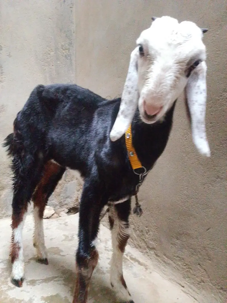 tota pori face bakri — photo 3