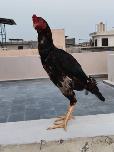 Bara Acha murga ha full masti ma ha only serious buyer contect karain