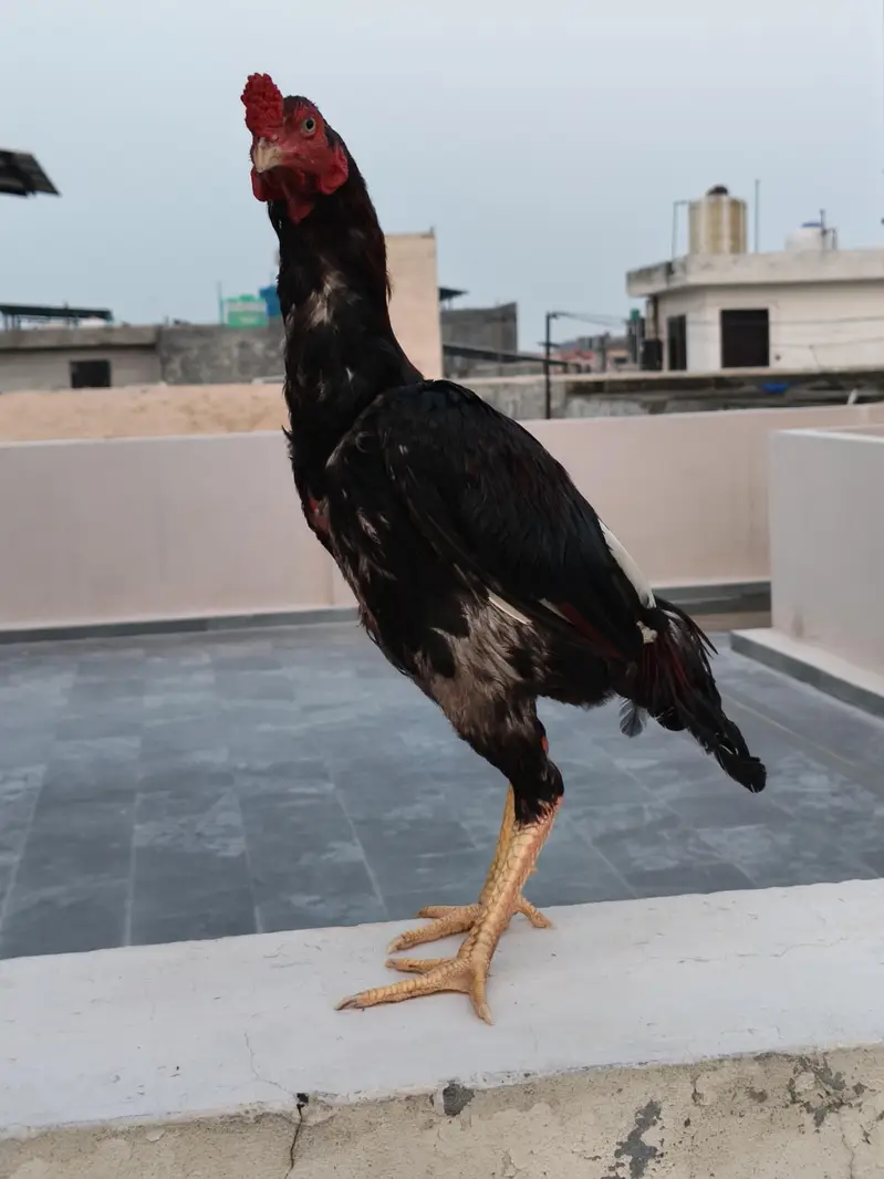 Bara Acha murga ha full masti ma ha only serious buyer contect karain — photo 2
