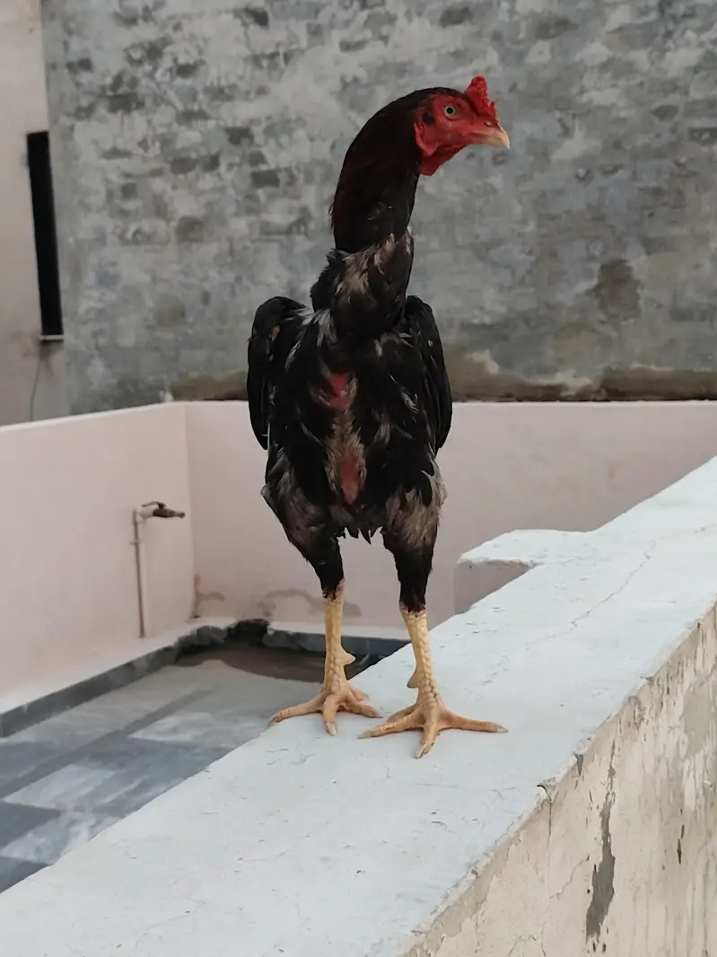 Bara Acha murga ha full masti ma ha only serious buyer contect karain — photo 3