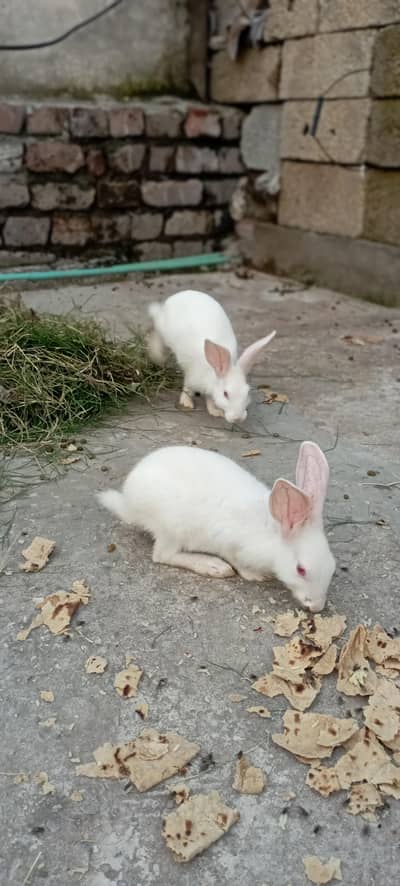 New Zealand White rabbits 2 months pair male female