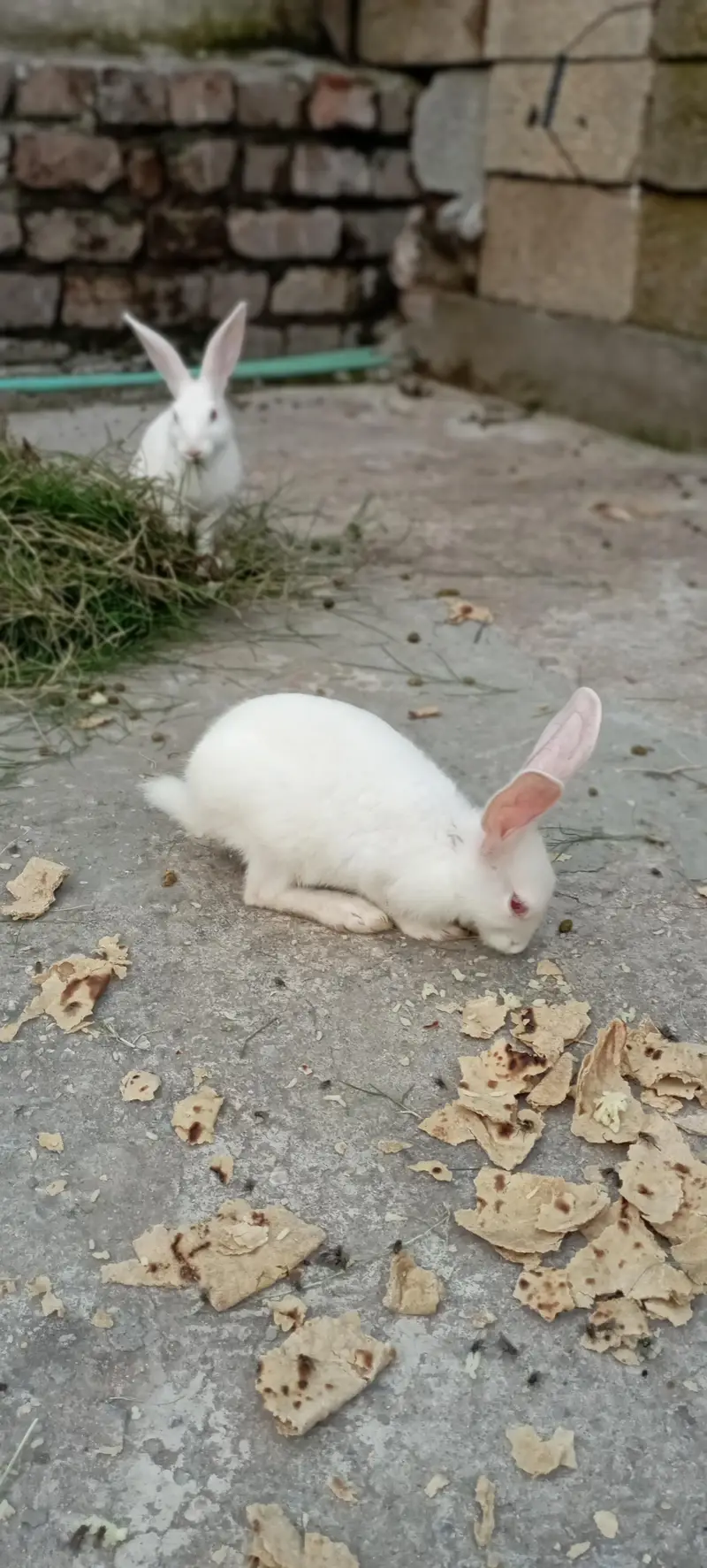 New Zealand White rabbits 2 months pair male female — photo 2