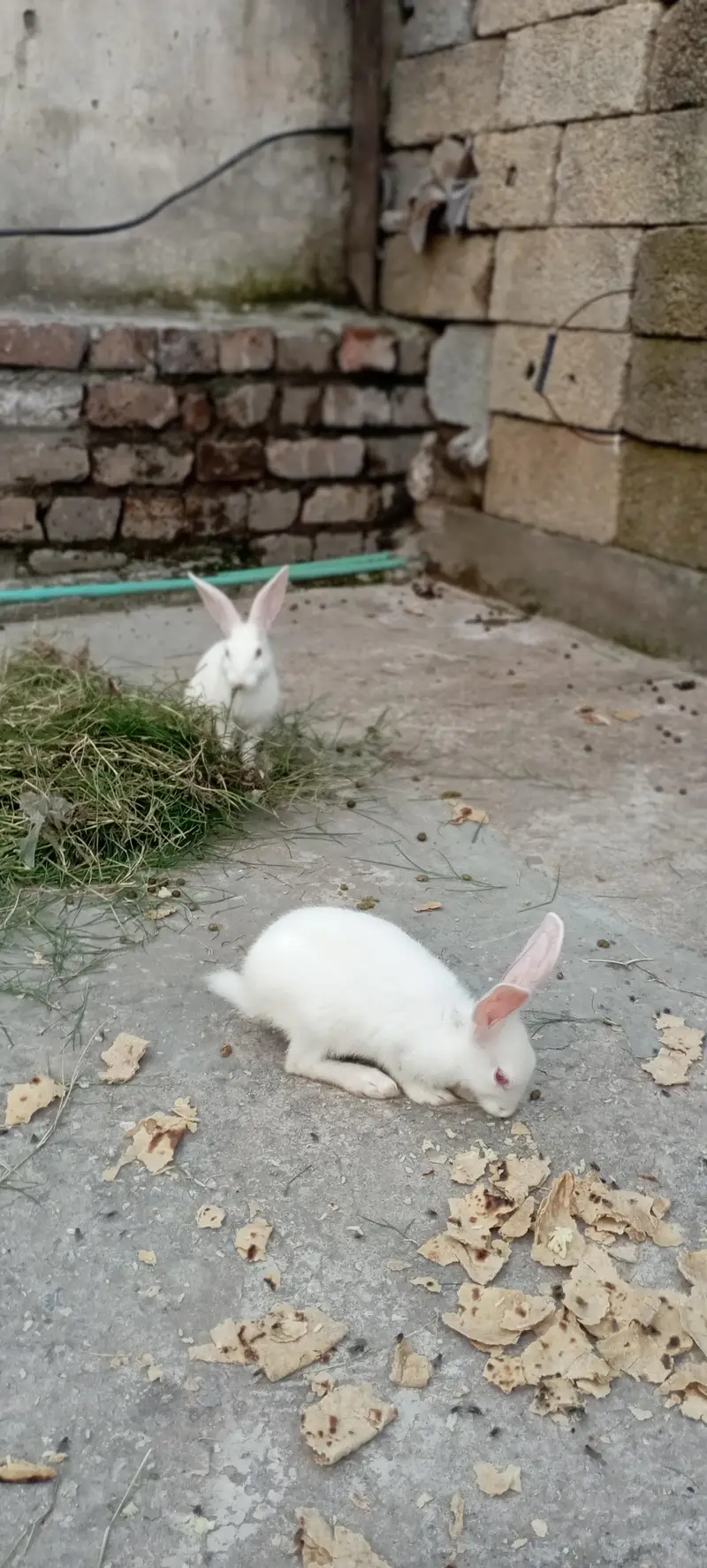 New Zealand White rabbits 2 months pair male female — photo 3