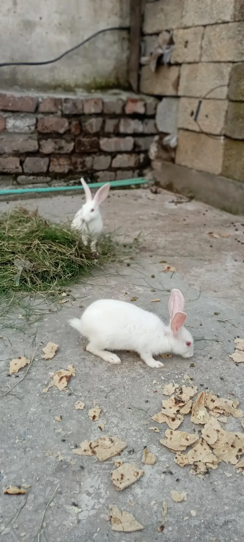 New Zealand White rabbits 2 months pair male female — photo 4
