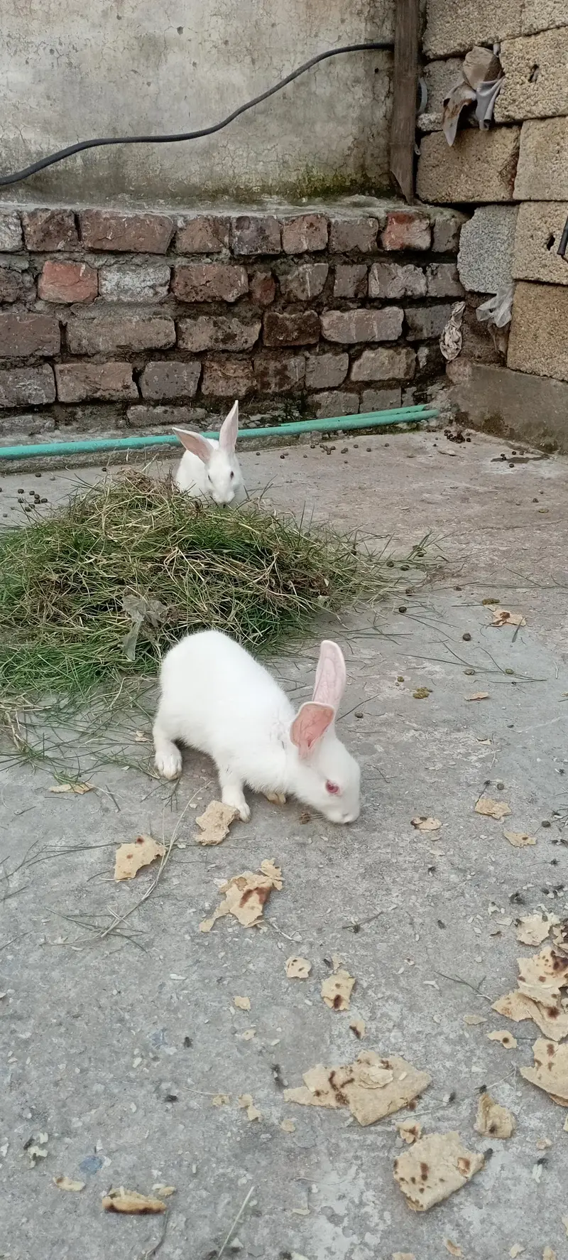 New Zealand White rabbits 2 months pair male female — photo 5