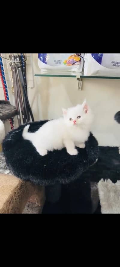 persian cat for sale