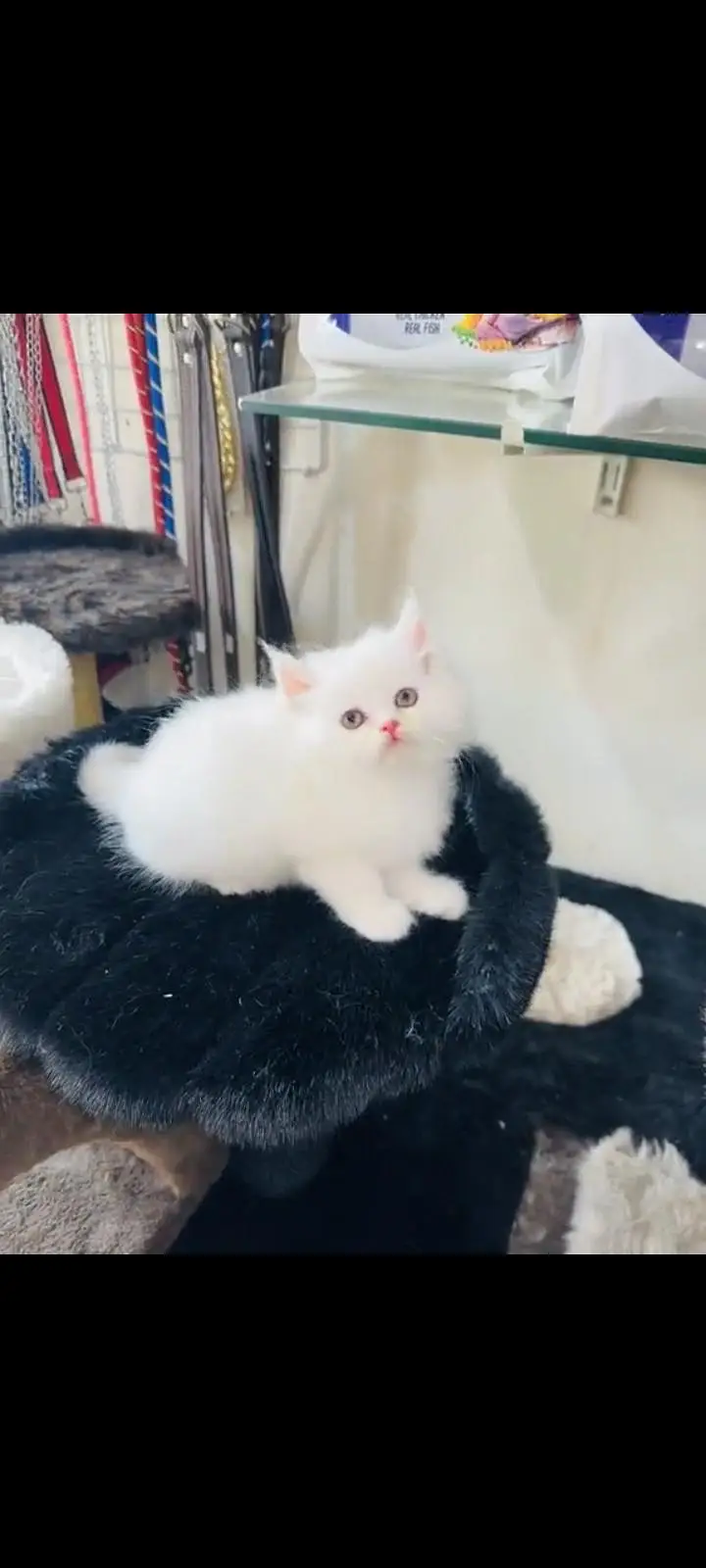 persian cat for sale — photo 2