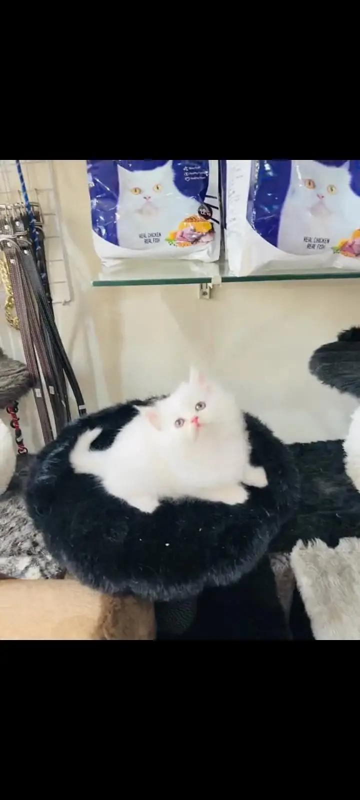 persian cat for sale — photo 3