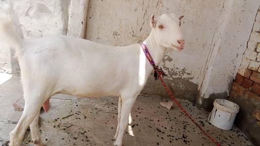 Rajanpuri Gulabi teddi