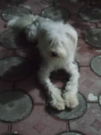 Poodle pure breed