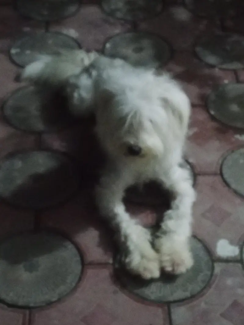 Poodle pure breed — photo 2