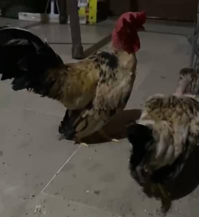 fancy pair breeding pair