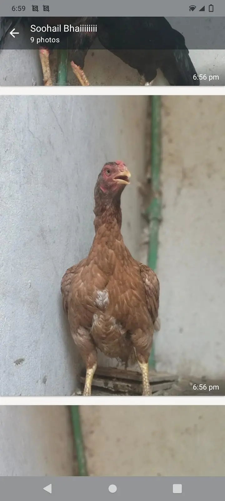 1 aseel murgha. . . . . . . . 5 hazar. . . . . 4. . aseel murgian. . . 3 hazar — photo 2
