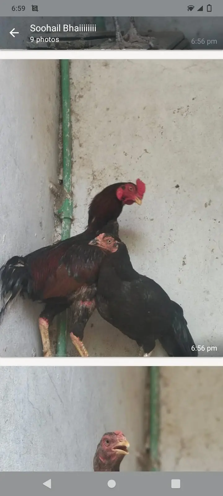 1 aseel murgha. . . . . . . . 5 hazar. . . . . 4. . aseel murgian. . . 3 hazar — photo 3
