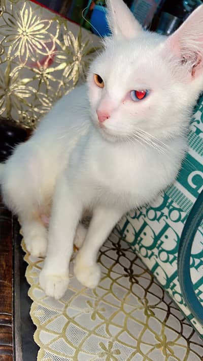 Healthy Persian Female Cat for Sale