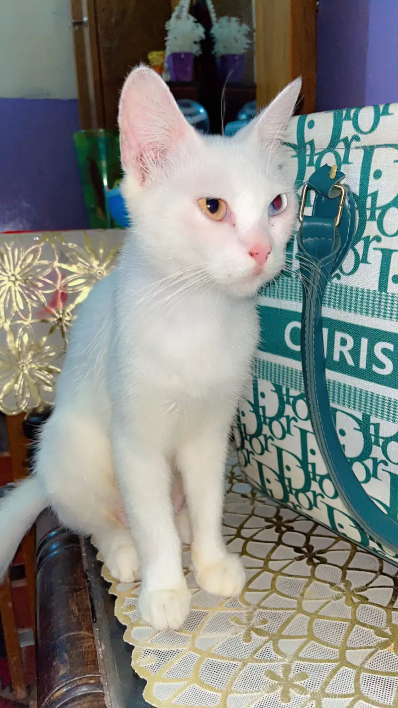 Healthy Persian Female Cat for Sale — photo 2