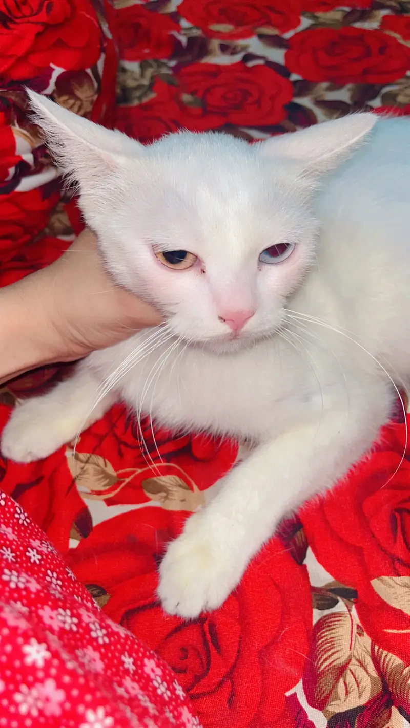 Healthy Persian Female Cat for Sale — photo 3