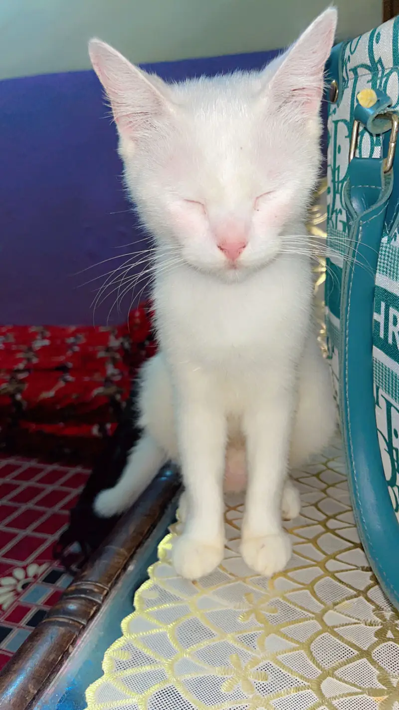Healthy Persian Female Cat for Sale — photo 4