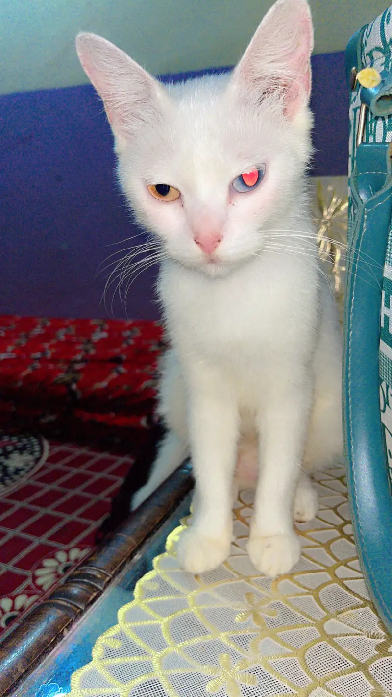 Healthy Persian Female Cat for Sale — photo 5