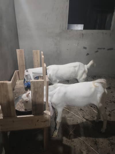 pure Gulabi breeding pair