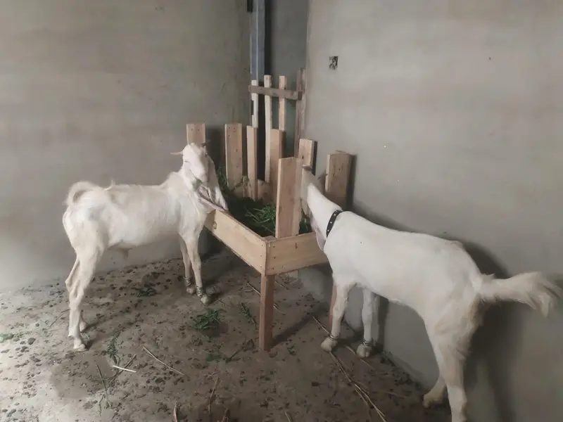 pure Gulabi breeding pair — photo 3