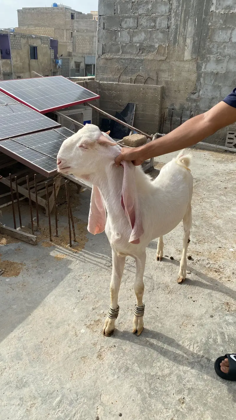 pure Gulabi breeding pair — photo 4