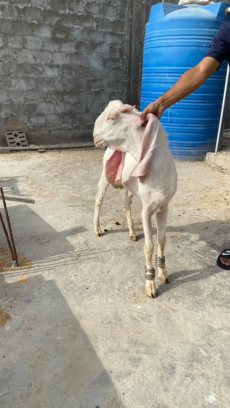 pure Gulabi breeding pair — photo 5