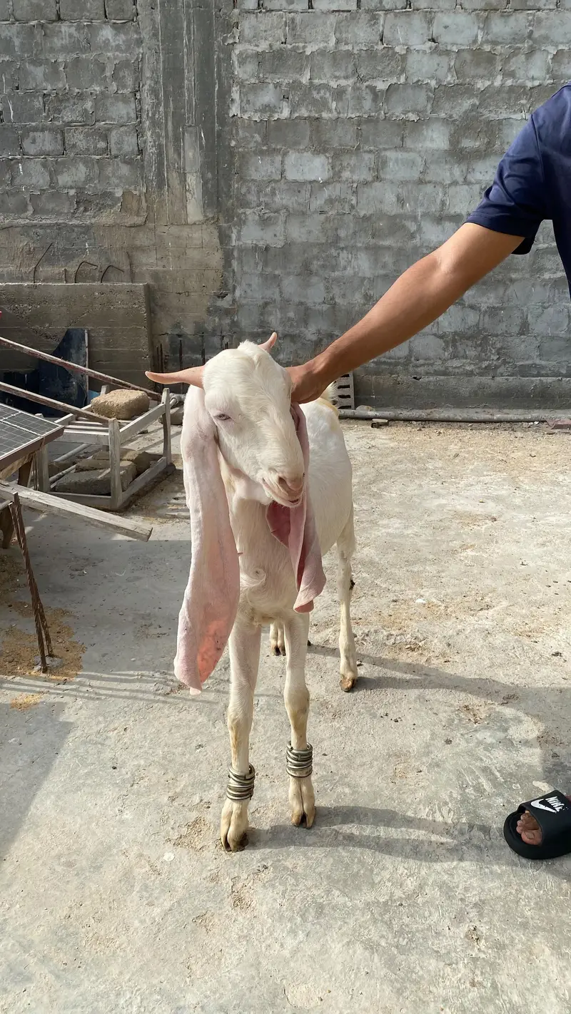 pure Gulabi breeding pair — photo 6