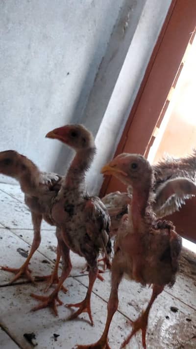 Brautiful Shamo Chicks Long heighted Healthy