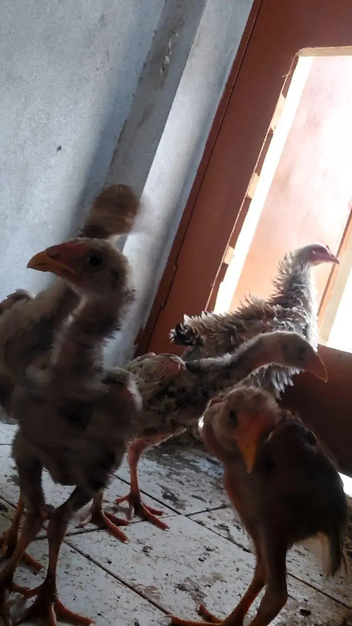 Brautiful Shamo Chicks Long heighted Healthy — photo 2