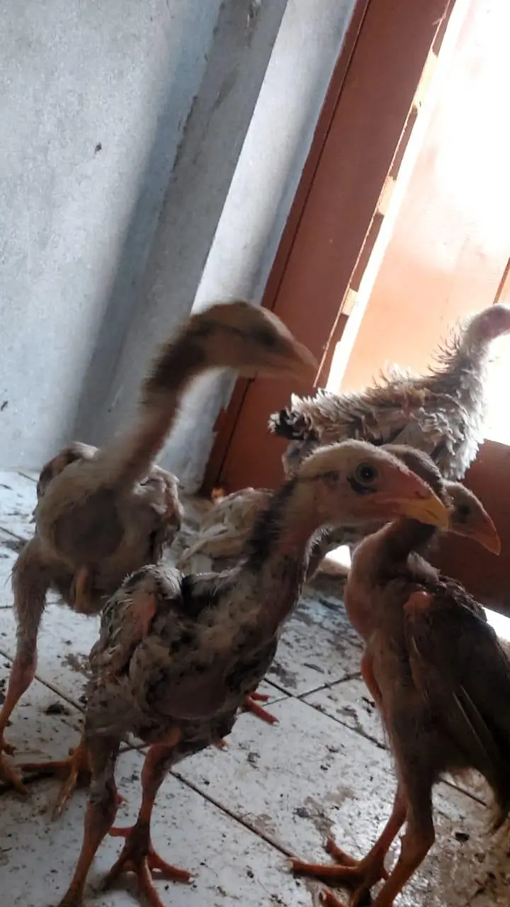 Brautiful Shamo Chicks Long heighted Healthy — photo 3