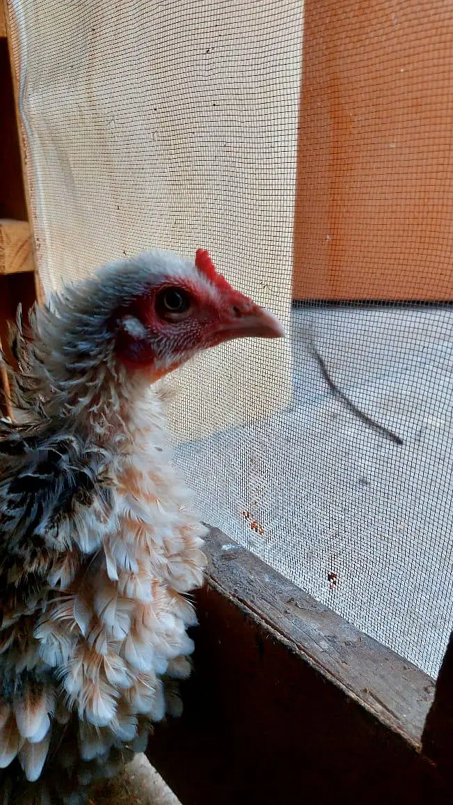 Brautiful Shamo Chicks Long heighted Healthy — photo 4
