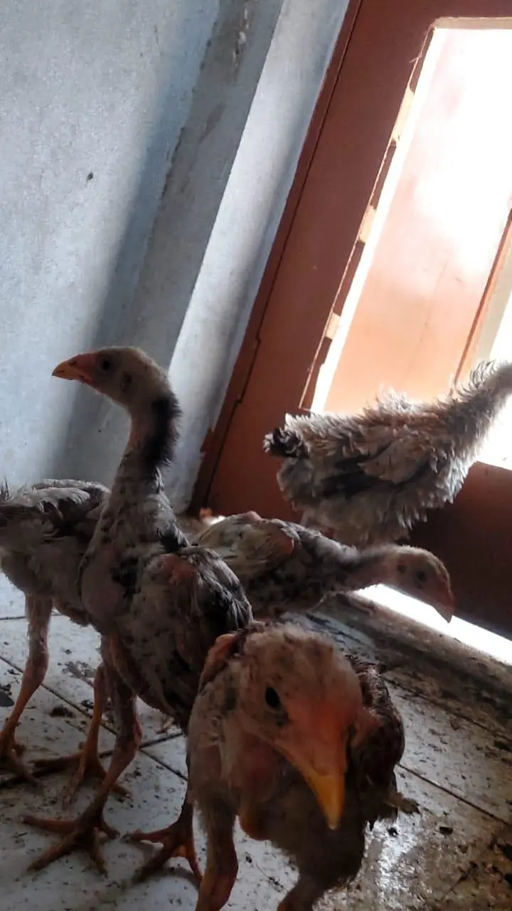 Brautiful Shamo Chicks Long heighted Healthy — photo 5