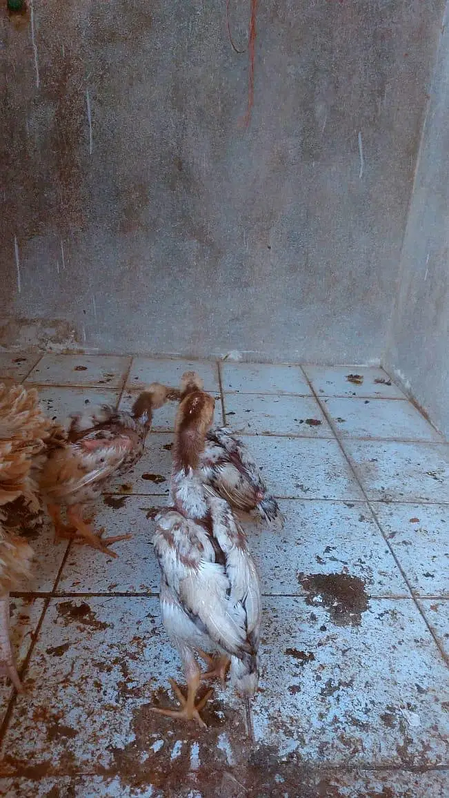 Brautiful Shamo Chicks Long heighted Healthy — photo 6