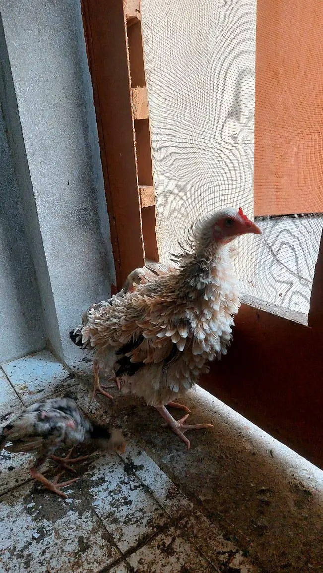 Brautiful Shamo Chicks Long heighted Healthy — photo 7