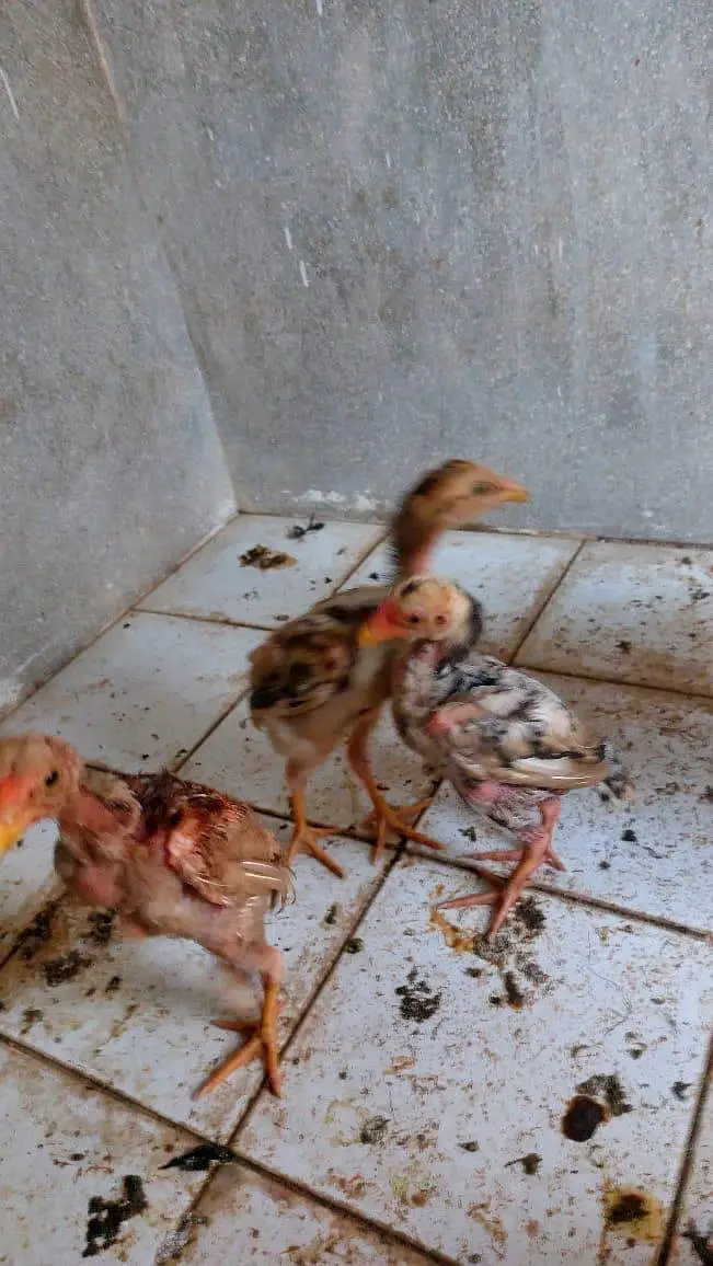 Brautiful Shamo Chicks Long heighted Healthy — photo 8