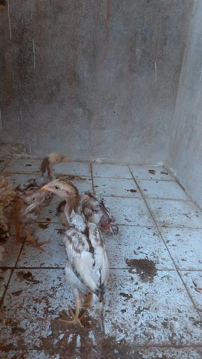 Brautiful Shamo Chicks Long heighted Healthy — photo 9