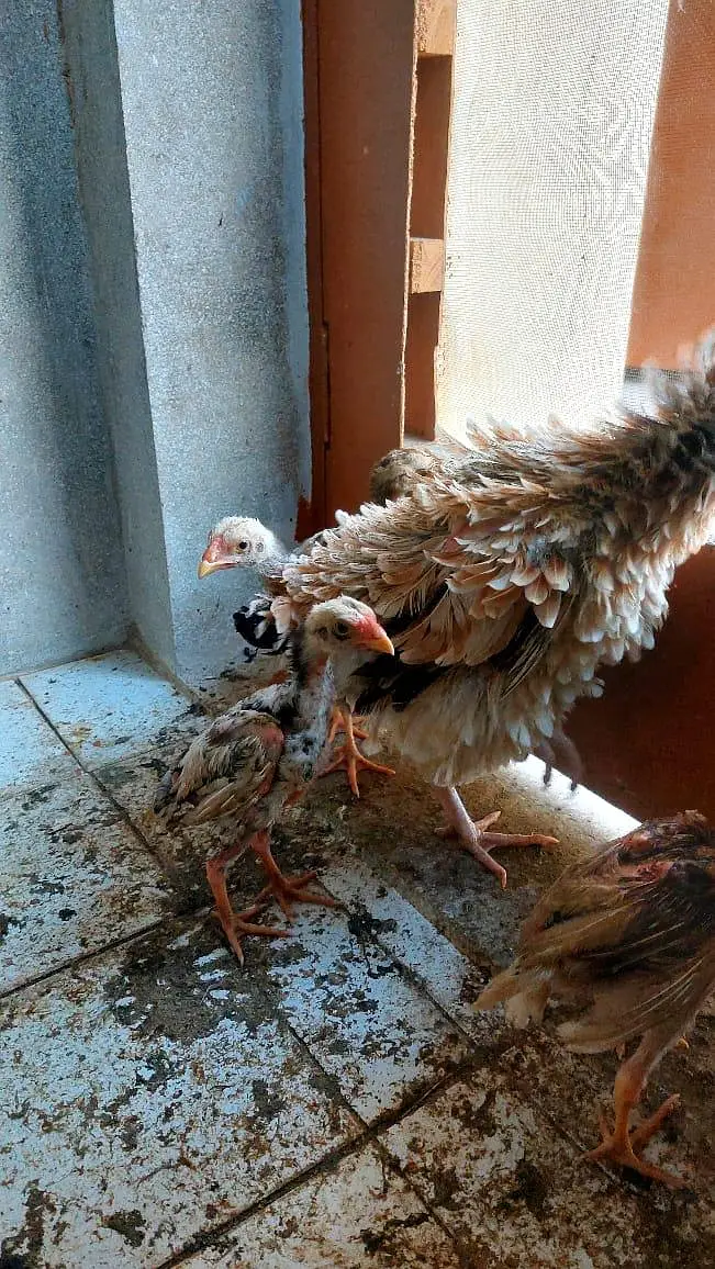 Brautiful Shamo Chicks Long heighted Healthy — photo 10