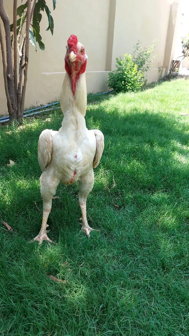 Brautiful Shamo Chicks Long heighted Healthy — photo 11