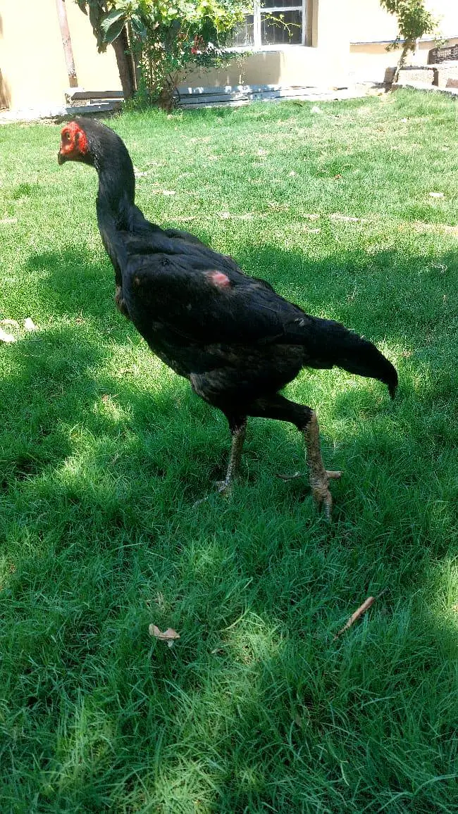Brautiful Shamo Chicks Long heighted Healthy — photo 12