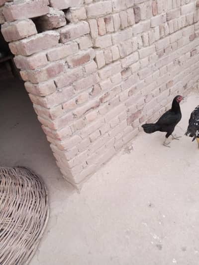 Balak