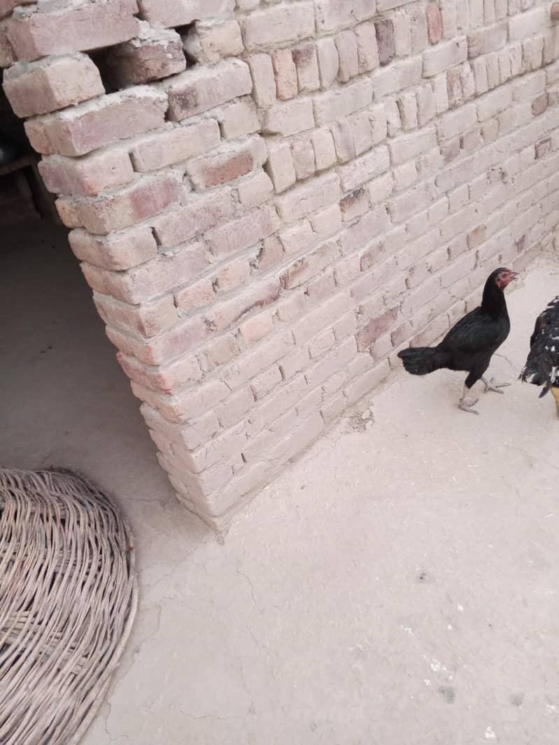 Balak 0