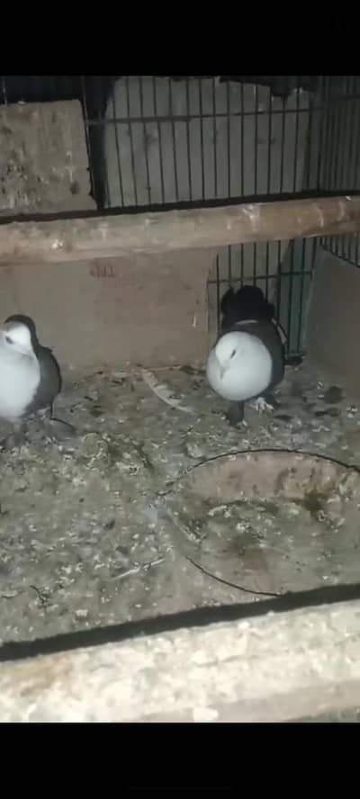 healthy &active pegion Karbalai pair for sale
