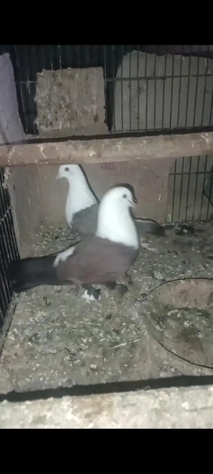 healthy &active pegion Karbalai pair for sale — photo 2