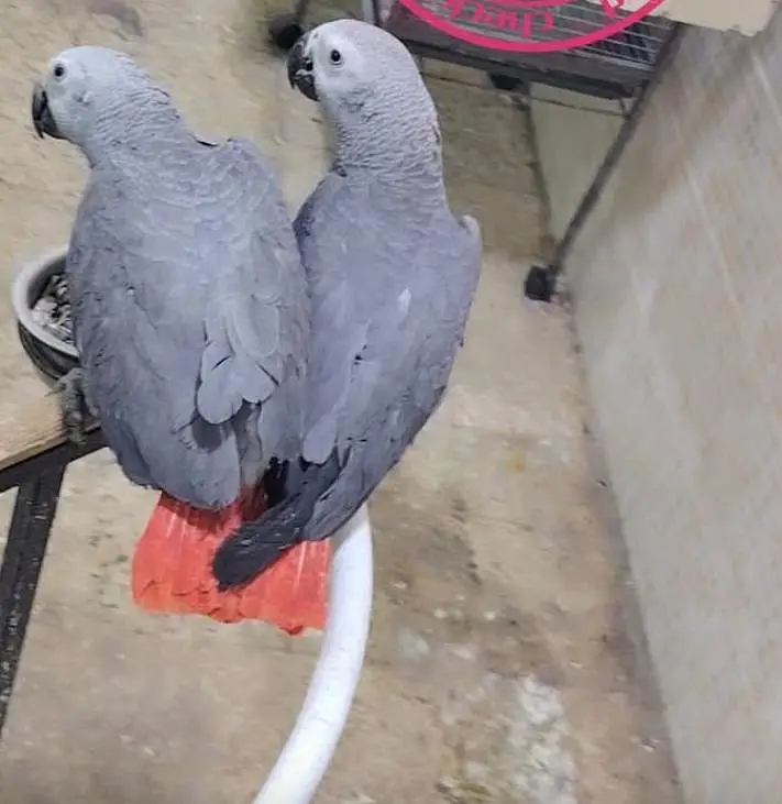 African grey parrot for sale age 3 month 0329=2338=351 — photo 2
