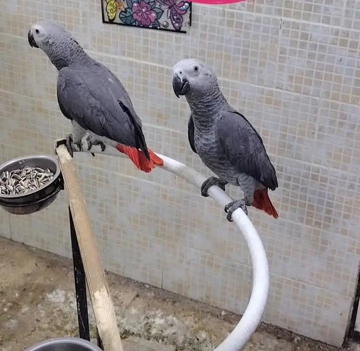 African grey parrot for sale age 3 month 0329=2338=351 — photo 3