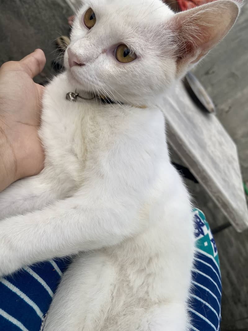 Pair cats 3